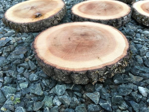 Oak Wood Slices