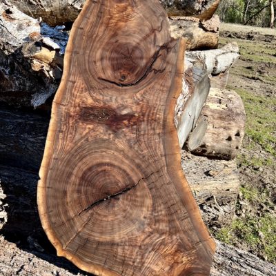 Maple Wood Slab, Live Edge