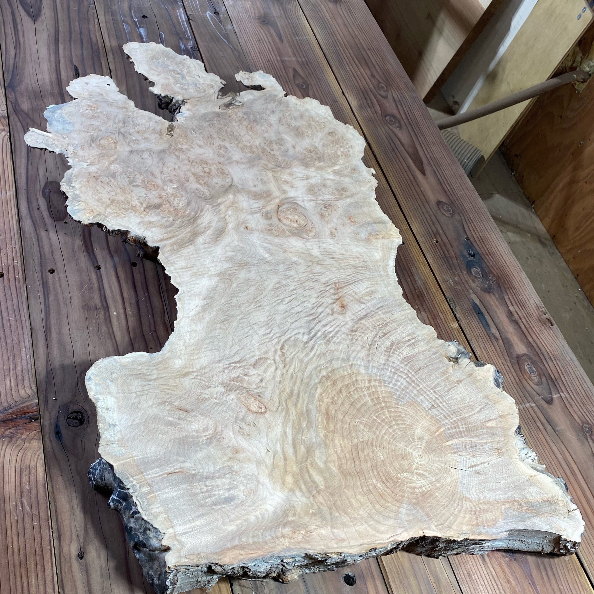 Maple Burl Slab Live Edge Kiln Dried Frison Logue Hardwoods