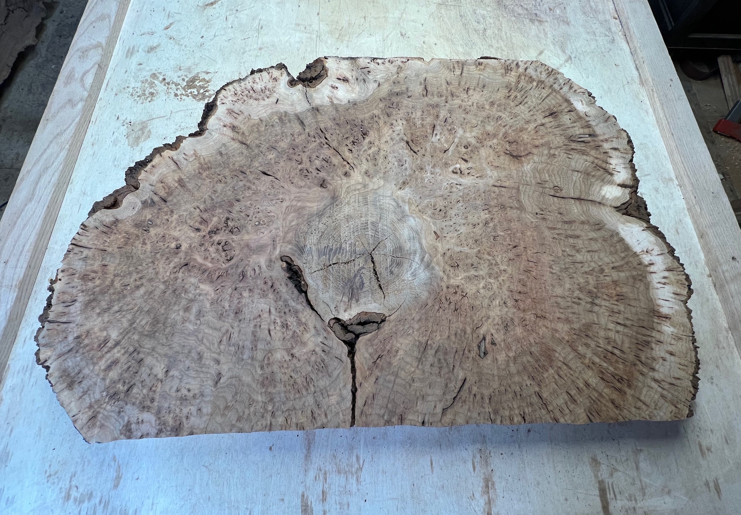 Elm Burl Wood Slab | Kiln Dried