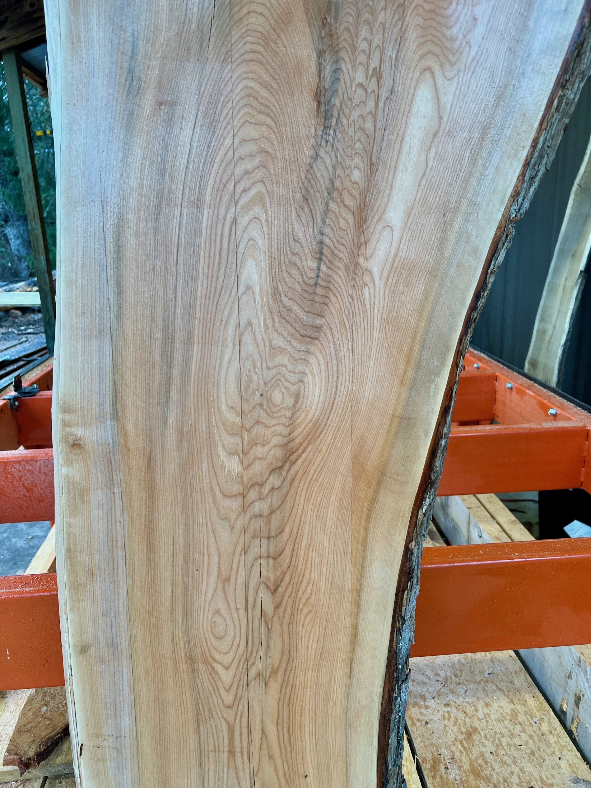 Maple Wood Slices - Frison-Logue Hardwoods